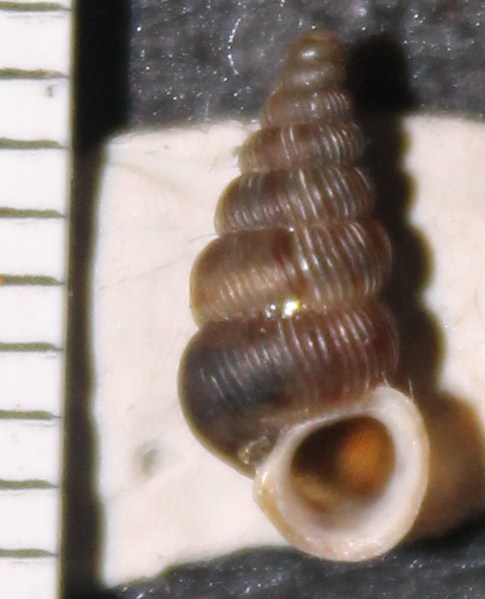 Cochlostoma da identificare